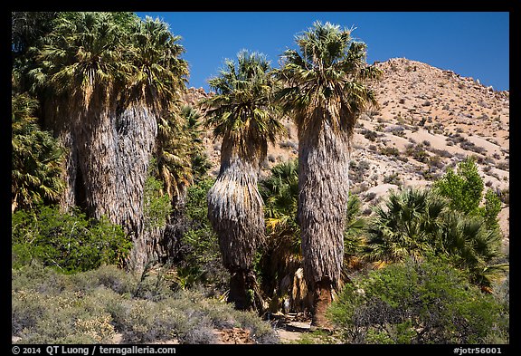 Native California palms, Cottonwood Spring. Joshua Tree National Park (color)