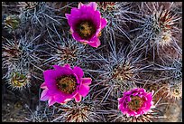 Purple cactus flowers. Joshua Tree National Park ( color)