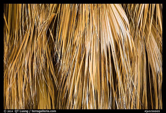 Close-up of dried palm leaves. Joshua Tree National Park, California, USA.