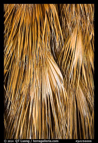 Close-up of dried palms. Joshua Tree National Park (color)