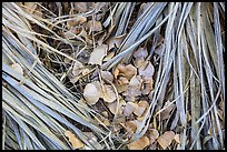 Ground view of fallen palms and cottonwood leaves. Joshua Tree National Park ( color)