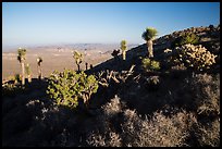 Cactus and yuccas, Ryan Mountain. Joshua Tree National Park ( color)