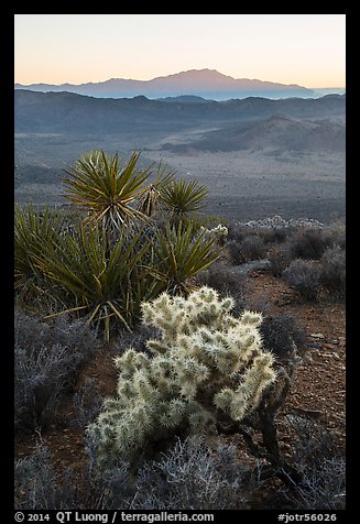 Cholla Cactus, yucca, and San Jacinton Peak, sunset. Joshua Tree National Park (color)