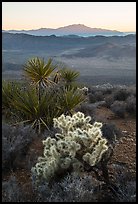 Cholla Cactus, yucca, and San Jacinton Peak, sunset. Joshua Tree National Park ( color)