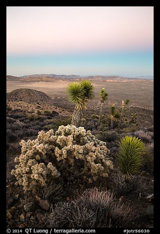 Cholla Cactus, yucca on Ryan Mountain with earth shadow. Joshua Tree National Park (color)