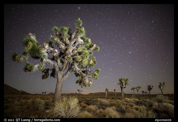 Joshua trees and starry sky. Joshua Tree National Park, California, USA.