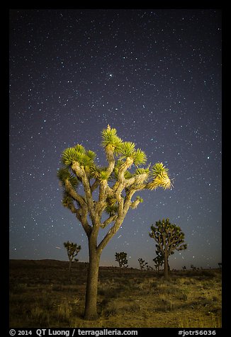 Joshua trees under clear sky with stars. Joshua Tree National Park, California, USA.