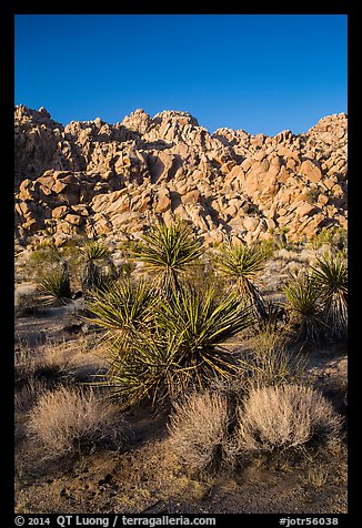 Yuccas and Wonderland of Rocks, Indian Cove. Joshua Tree National Park (color)