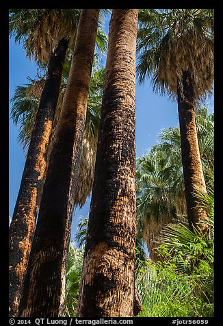 California Fan palms with charred trunks. Joshua Tree National Park (color)