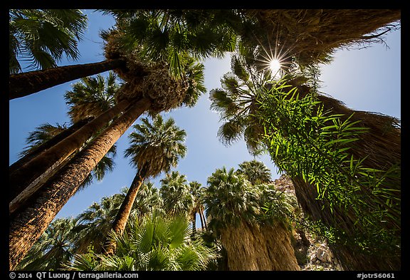 Looking up palm trees in 49 Palms Oasis. Joshua Tree National Park (color)