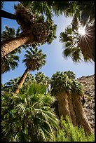 Looking up California palms, Forty-nine palms Oasis. Joshua Tree National Park ( color)