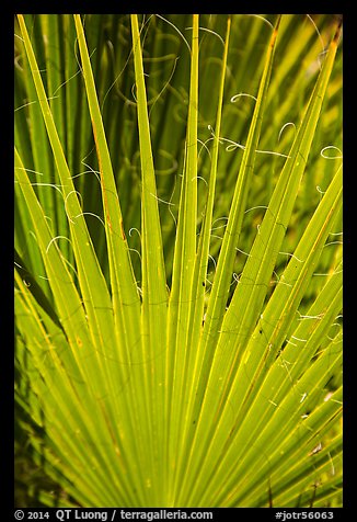 Palm detail, Forty-nine palms Oasis. Joshua Tree National Park, California, USA.