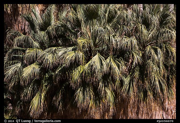 Canopy of California fan palms. Joshua Tree National Park (color)