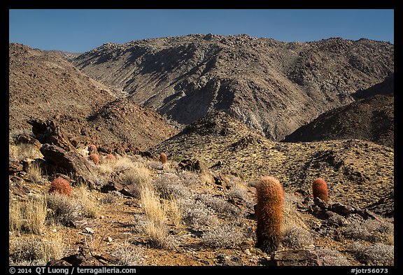 Barrel cacti and craggy hills. Joshua Tree National Park (color)