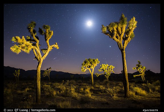 Joshua trees and moon at night. Joshua Tree National Park, California, USA.