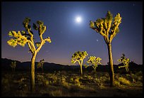 Joshua trees and moon at night. Joshua Tree National Park, California, USA.