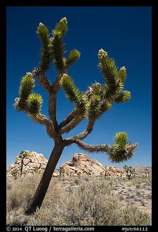 Palm Tree Yucca (Yucca brevifolia) with seeds. Joshua Tree National Park (color)