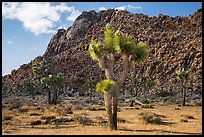 Joshua trees in seed and towering boulder wall. Joshua Tree National Park ( color)