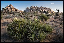 Flowering yuccas and boulders. Joshua Tree National Park ( color)