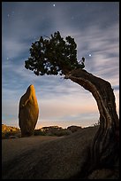 Boulder and juniper at night with moonset glow. Joshua Tree National Park, California, USA.