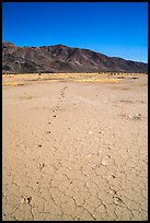 Parallel animal tracks on Pleasant Valley playa. Joshua Tree National Park ( color)