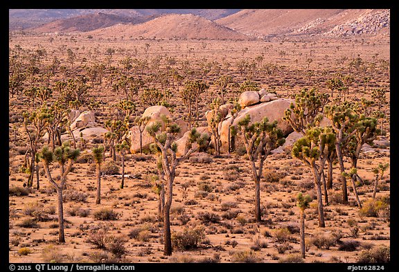Joshua Trees and boulders from above at dawn. Joshua Tree National Park (color)
