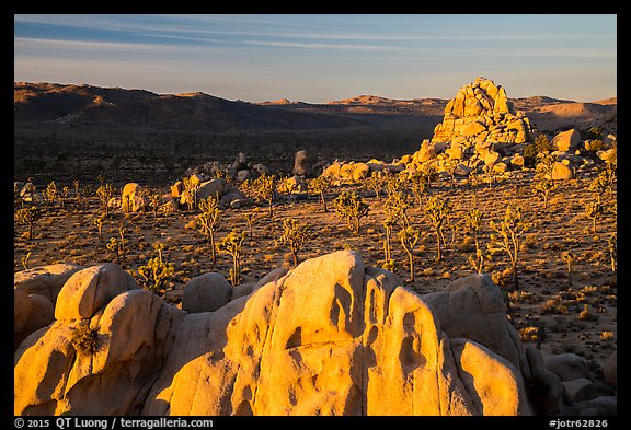 Joshua Trees and rocks at sunrise. Joshua Tree National Park (color)