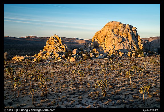 Joshua Trees and large rock formations at sunrise. Joshua Tree National Park (color)