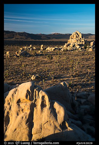 View over Joshua Trees and rocks from above. Joshua Tree National Park (color)