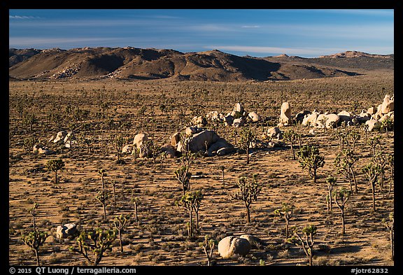 Mojave Desert landscape with Joshua Trees and boulders. Joshua Tree National Park (color)