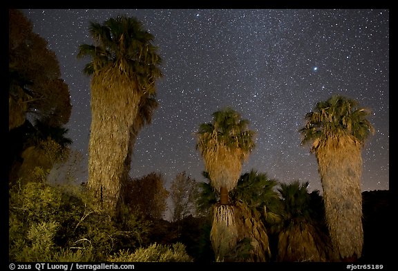 Fan palms, Cottonwood Spring Oasis at night. Joshua Tree National Park, California, USA.