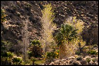 Cottonwoods with autumn leaves and palm trees, Cottonwood Spring Oasis. Joshua Tree National Park ( color)