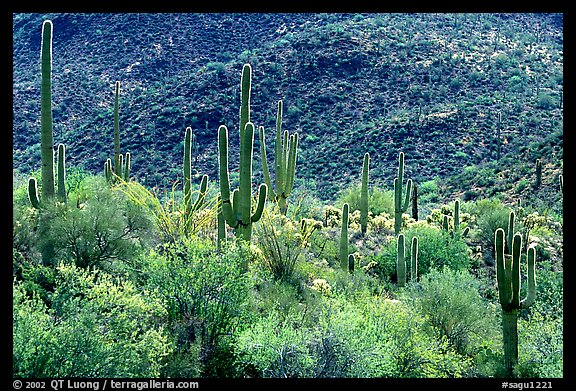 Saguaro cacti forest on hillside, Tucson Mountain District. Saguaro National Park, Arizona, USA.