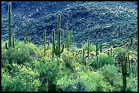 Saguaro cacti forest on hillside, Tucson Mountain District. Saguaro National Park, Arizona, USA.