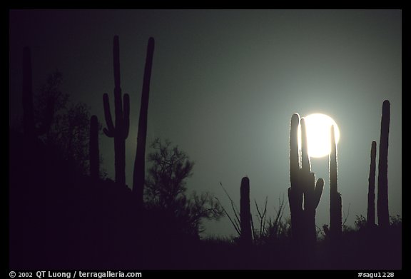 Moonrise behind saguaro cactus. Saguaro National Park, Arizona, USA.