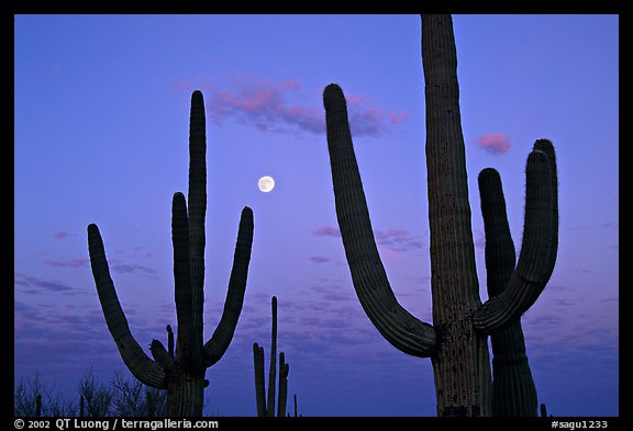 Saguaro cactus and moon at dawn. Saguaro National Park, Arizona, USA.