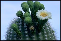 Saguaro flower on top of cactus. Saguaro National Park ( color)