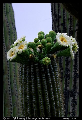 Saguaro cactus flowers and arm. Saguaro National Park, Arizona, USA.