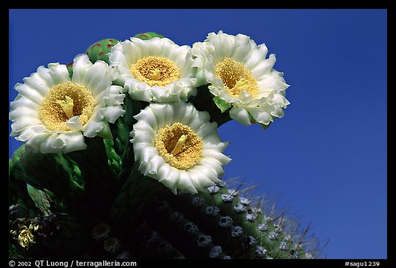 Saguaro cactus blooming. Saguaro National Park (color)
