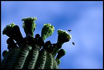 Saguaro cactus flower and bees. Saguaro National Park ( color)