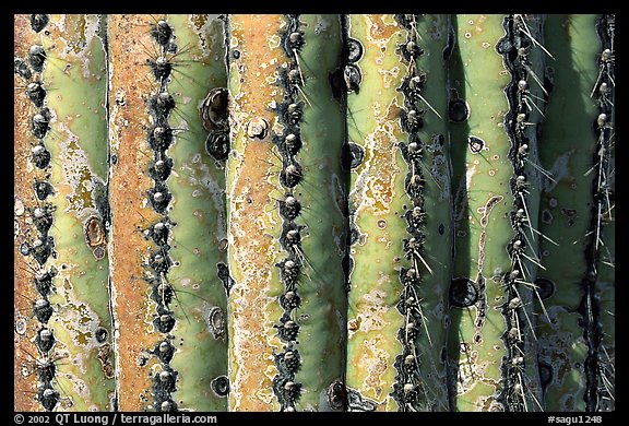 Saguaro cactus trunk close-up. Saguaro National Park, Arizona, USA.