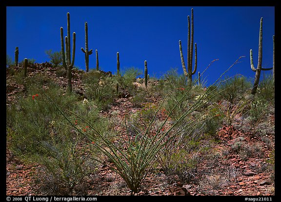 Ocatillo and Saguaro cactus on hillside. Saguaro National Park (color)