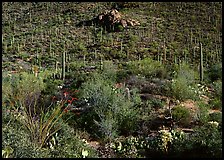 Cactus forest on hillside, Gates pass, morning. Saguaro National Park, Arizona, USA. (color)