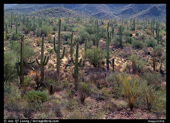 Ocatillo and saguaro cactus in valley. Saguaro National Park, Arizona, USA.