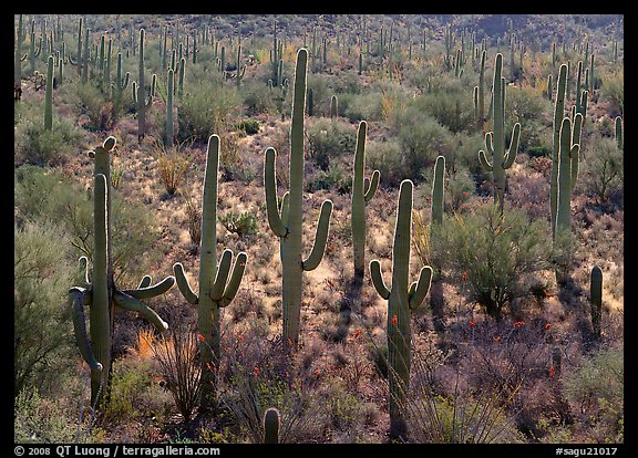 Saguaro cactus (Cereus giganteus), backlit with a rim of light. Saguaro National Park, Arizona, USA.