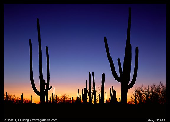Saguaro cactus silhouettes at sunset. Saguaro National Park, Arizona, USA.