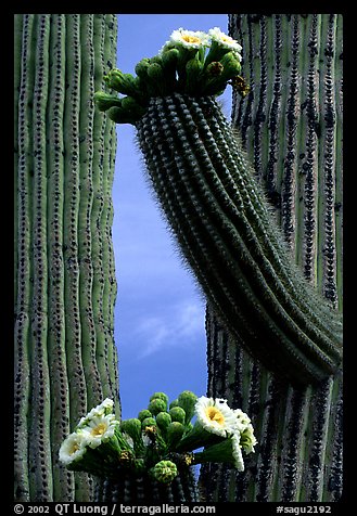 Saguaro cactus in bloom. Saguaro National Park, Arizona, USA.