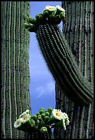 Saguaro cactus in bloom. Saguaro National Park, Arizona, USA. (color)