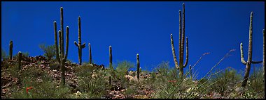 Saguaro cactus on hill under pure blue sky. Saguaro National Park (Panoramic color)