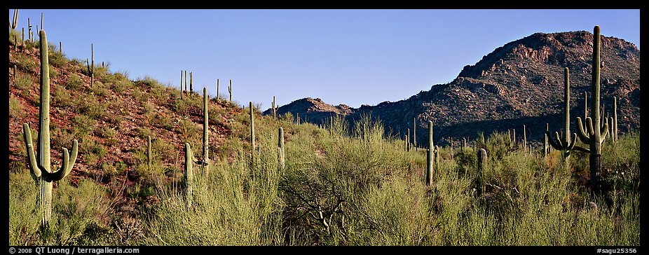 Sonoran desert landscape with sagaruo cactus. Saguaro National Park, Arizona, USA.